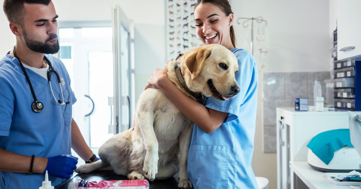 Du học ngành Thú y tại New Zealand