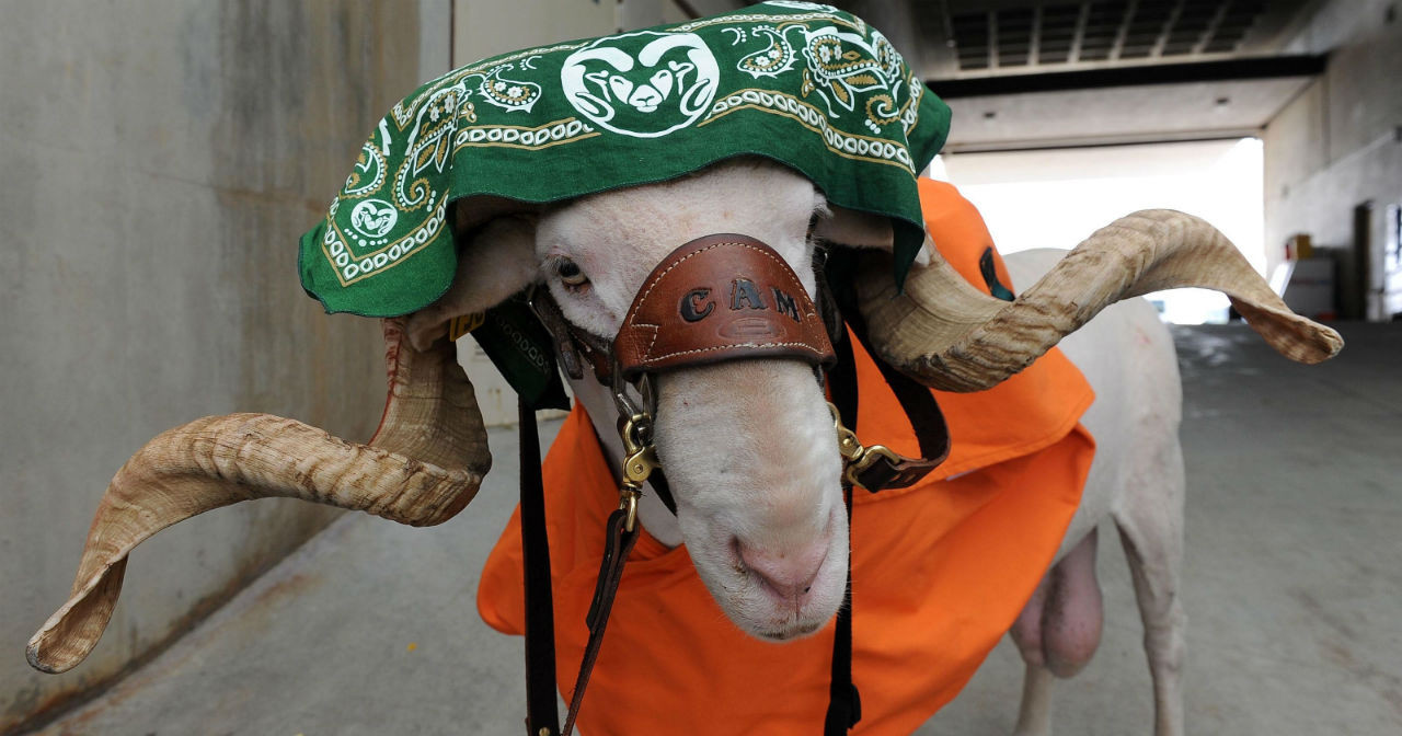 Linh vật Cam the Ram của Đại học Colorado